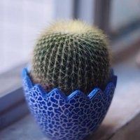 白底简单的盆栽头像 白底简单的盆栽头像