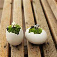 盆栽头像图片大全图片大全图片 盆栽头像图片大全图片大全图片