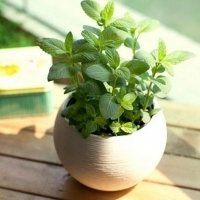 微信花草盆景头像