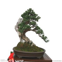 适合情侣的微信头像盆景