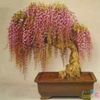 盆栽紫藤微信头像 盆栽紫藤微信头像