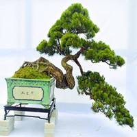 吉祥微信盆景头像