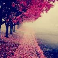 微信景色浪漫头像+高清