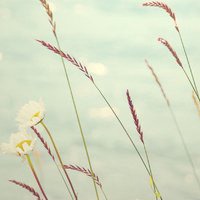 栀子花浪漫微信头像