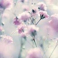 美丽浪漫头像大全