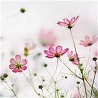 情侣头像浪漫照