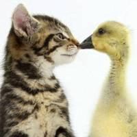 动漫情侣接吻头像一对情侣 动漫情侣接吻头像一对情侣