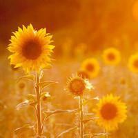 帅气动漫男神头像无背景图片