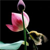 大日如来佛头像纹身