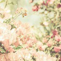 唯美春天的微信头像图片