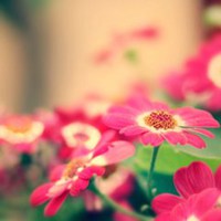 唯美春天的微信头像图片