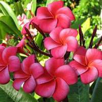 唯美春天的微信头像图片