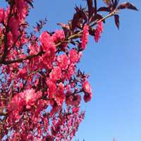 唯美春天的微信头像图片