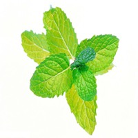 夏天清爽景色头像