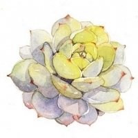 多肉头像卡通图片