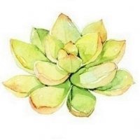 多肉头像卡通图片