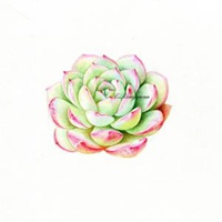 多肉头像卡通图片