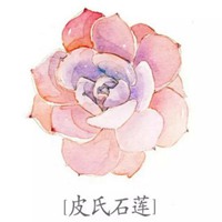 多肉头像卡通图片