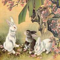 属兔本命年头像