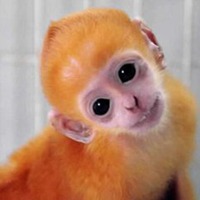 属猴本命年头像