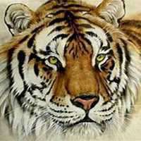 属虎本命年头像