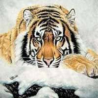 属虎本命年头像