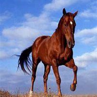 属马本命年头像