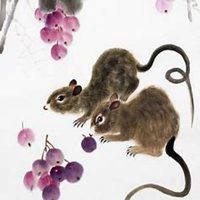 属鼠本命年头像