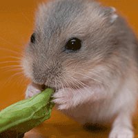 属鼠本命年头像