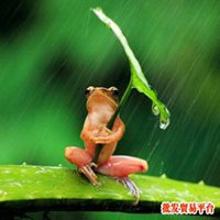 微信头像雨中打伞