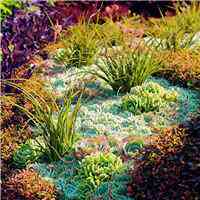 微信盆栽头像图片大全