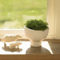 微信盆栽头像图片大全