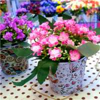 微信盆栽头像图片大全