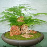 微信盆栽头像图片大全