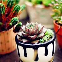 微信盆栽头像图片大全