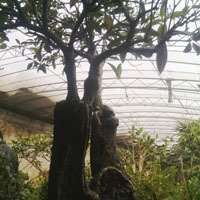 微信盆栽头像图片大全