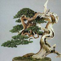 微信盆栽头像图片大全