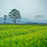 春天头像图片景色