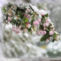 淡雅头像女生飘雪