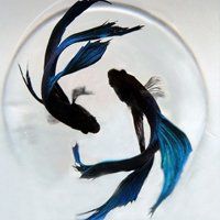 漂亮的太极头像