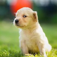 狗年本命年头像