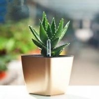 盆景头像图片保平安