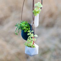 盆景头像图片保平安