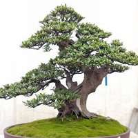 盆景头像图片保平安