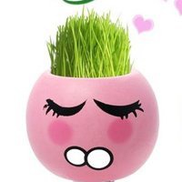 盆景头像图片保平安