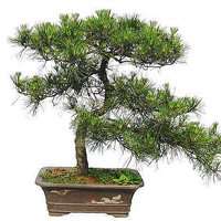 盆景头像图片保平安