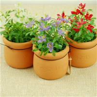 盆景头像图片保平安