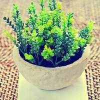 盆景头像图片保平安