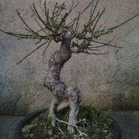 盆景头像图片保平安