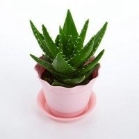 盆景头像图片保平安